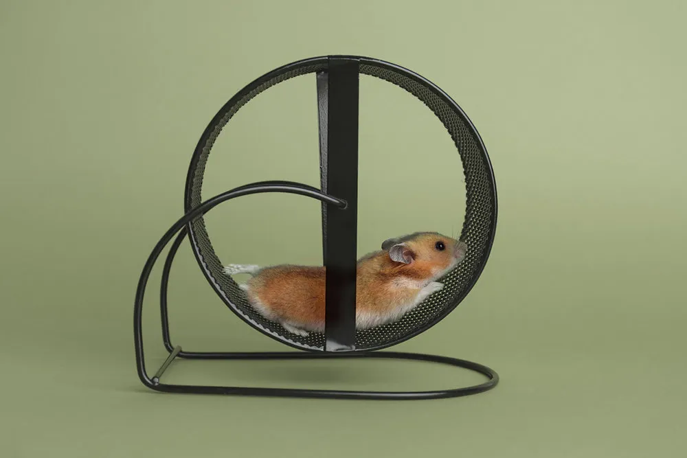 IM HAMSTERRAD - WENN DAS LEBEN ZU SCHNELL WIRD